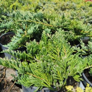 Padrikasis kadagys 'Blue Chip'