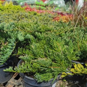 Padrikasis kadagys 'Blue Chip'