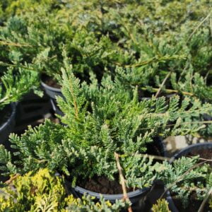 Paprastasis kadagys 'Silver Sterling'