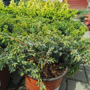 Paprastasis kadagys 'Silver Sterling'