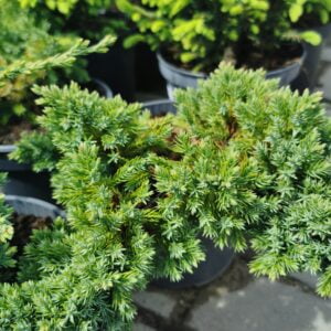 Gulsčiasis kadagys (Juniperus procumbens)