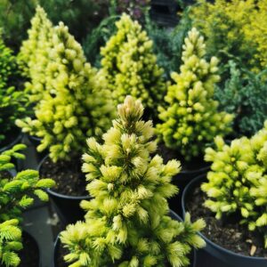 Baltoji eglė 'Daisy's White'