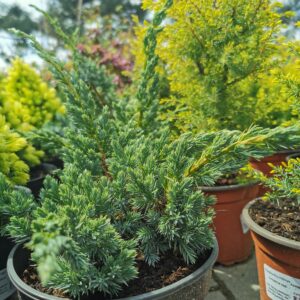 Žvynuotasis kadagys 'Meyeri'