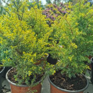 Paprastasis kadagys 'Gold cone'