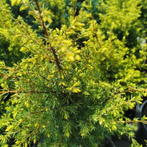 Paprastasis kadagys 'Gold cone'