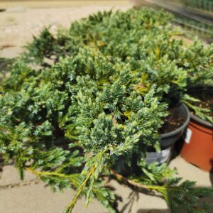 Žvynuotasis kadagys 'Blue Carpet'