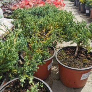 Žvynuotasis kadagys 'Blue Carpet'