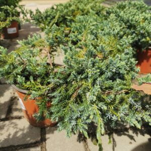 Žvynuotasis kadagys 'Blue Carpet'