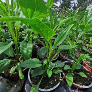 Ežiuolė 'Green Jewel'