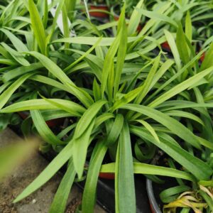 Gvaizdė (Armeria) 'Ballerina purple rose'