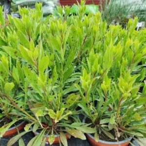 Gaura 'Karalee White'