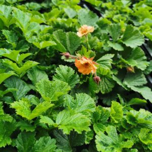 Žiognagė 'Mai Tai'