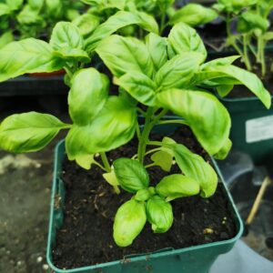 Kvapusis žaliasis bazilikas vazonėlyje