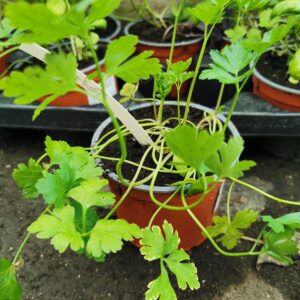 Petražolė vazonėlyje