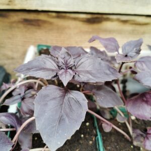 Kvapusis raudonasis bazilikas vazonėlyje