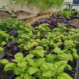 Kvapusis žaliasis bazilikas vazonėlyje