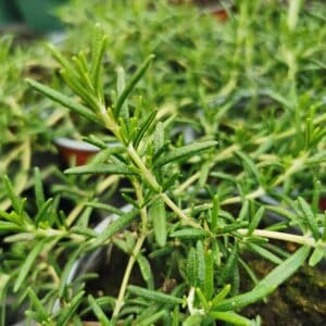 Kvapusis rozmarinas vazonėlyje