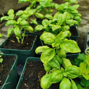 Kvapusis žaliasis bazilikas vazonėlyje