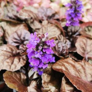 Vaisgina 'Black Scallop'