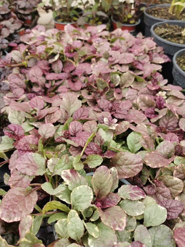 Vaisgina ‘Burgandy Glow‘