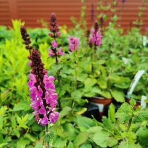 Šalavijas 'Marvel Rose'