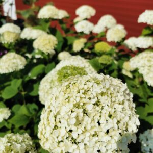 Šviesioji hortenzija 'Annabelle strong'