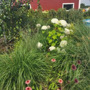 Šviesioji hortenzija 'Annabelle strong'