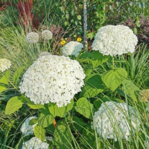 Šviesioji hortenzija 'Annabelle strong'