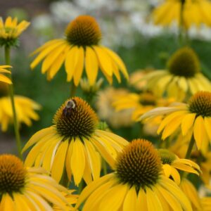 Ežiuolė 'Kismet Yellow'