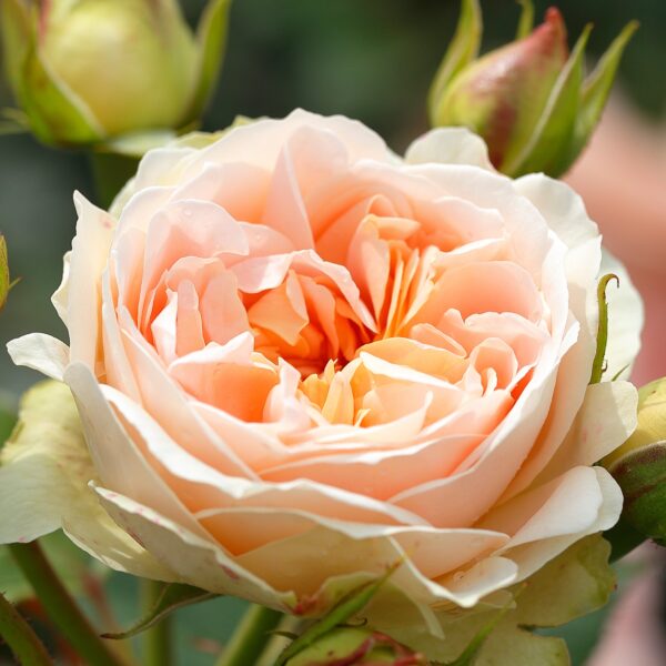 Krūminė rožė 'Matthias Claudius Rose'