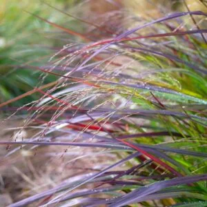 Rykštėtoji sora 'Squaw'