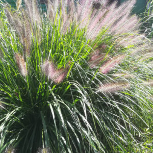 Soruolė 'Black Beauty'