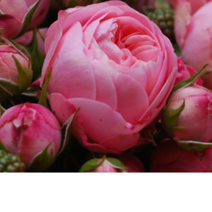 Arbatinė hibridinė rožė ant koto 'Playful Rokoko'