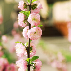 Skiepytas stiebinis triskiautis migdolas