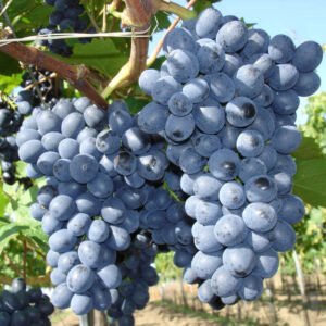 Vynuogė 'Nero'