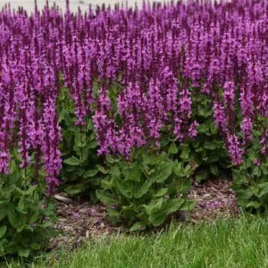 Šalavijas 'Marvel Rose'