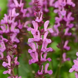 Šalavijas 'Marvel Rose'