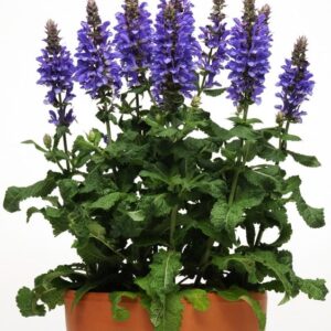 Šalavijas 'Marvel Blue'