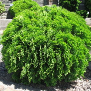 Tuja vakarinė 'Danica'