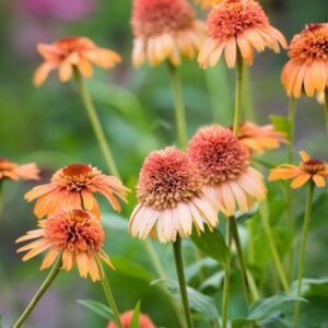 Ežiuolė 'Supreme Cantaloupe'