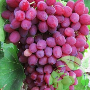 Vynuogė 'Swenson red'