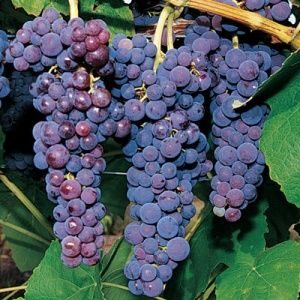 Besėklė vynuogė 'Glenora'