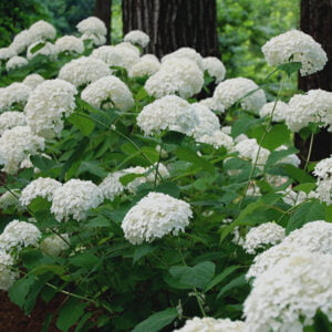 Šviesioji hortenzija 'Annabelle strong'