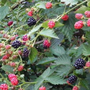 Bespyglė gervuogė 'Arapaho'