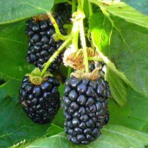 Bespyglė gervuogė 'Arapaho'