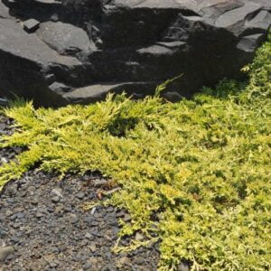 Padrikasis kadagys 'Golden Carpet'