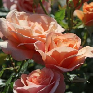 Floribundinė rožė ant koto 'Bengali'