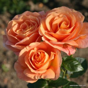 Floribundinė rožė ant koto 'Bengali'