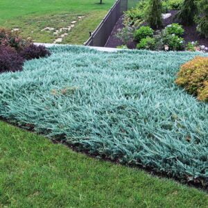 Padrikasis kadagys 'Blue Chip'