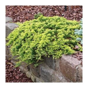 Padrikasis kadagys 'Golden Carpet'